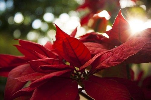 Christmas Services 2018